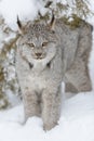 Bobcat In The Snow