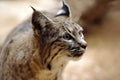 Bobcat - Soft Closeup Profile Royalty Free Stock Photo