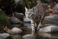 A Bobcat Stalking Prey Near A Mountain Stream. Generative AI