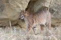 Bobcat standing broadside Royalty Free Stock Photo