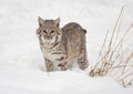 bobcat standing in ddep snow in winter Royalty Free Stock Photo