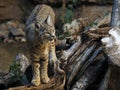 Bobcat Standing on Dead Log Royalty Free Stock Photo