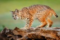 Bobcat standing on a log