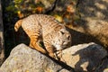 Bobcat standing on a rock Royalty Free Stock Photo