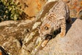 Bobcat standing on a rock Royalty Free Stock Photo