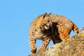 Bobcat standing on a rock Royalty Free Stock Photo