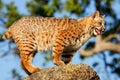 Bobcat standing on a rock Royalty Free Stock Photo