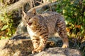 Bobcat standing on a rock Royalty Free Stock Photo