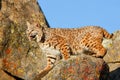 Bobcat standing on a rock Royalty Free Stock Photo