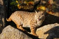 Bobcat standing on a rock Royalty Free Stock Photo