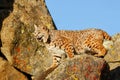 Bobcat standing on a rock Royalty Free Stock Photo