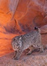 Bobcat in a red sandstone arch