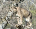 Bobcat standing on tree branch Royalty Free Stock Photo