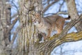 Bobcat standing in tree Royalty Free Stock Photo