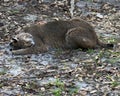 Bobcat Stock Photos,  Bobcat animal sleeping. Bobcat animal comic. Bobcat picture. Bobcat image Royalty Free Stock Photo