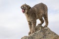 Bobcat stretching at sunrise Royalty Free Stock Photo