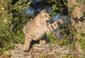 Bobcat striking with paw