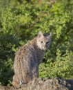 Bobcat striking a pose on a rock