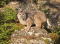 Bobcat striking a pose on a rock Royalty Free Stock Photo