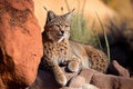 bobcat sunning itself on a warm rock