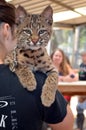Bobcat and trainer