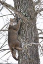 Bobcat in tree for safety Royalty Free Stock Photo