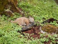 Bobcat in Underbrush