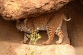 Bobcat Walking Along Rocky Path