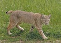 Bobcat Royalty Free Stock Photo