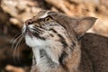 Bobcat (Lynx rufus) Looks Up Close Up