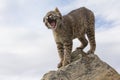 Bobcat yawning on top of rock Royalty Free Stock Photo