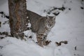 Bobcat Royalty Free Stock Photo