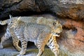 Bobcats Head to Tail Royalty Free Stock Photo