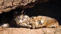 Bobcats Snuggling in the Warm Desert Sun Royalty Free Stock Photo