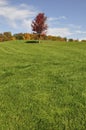 Composition of single red maple trees on a hill of green grass. perfect as wallpaper Royalty Free Stock Photo