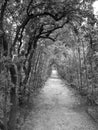 Boboli Gardens Pathway