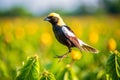 Bobolink bird jumps farm