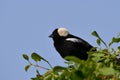 Bobolink bird perched on a bush Royalty Free Stock Photo