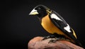 Bobolink Bird Portrait in Dark Studio, Professional Wildlife Photography