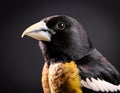 Bobolink Bird Portrait in Dark Studio, Professional Wildlife Photography