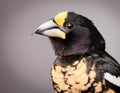 Bobolink Bird Portrait in Dark Studio, Professional Wildlife Photography