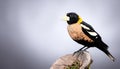 Bobolink Bird Portrait in Dark Studio, Professional Wildlife Photography