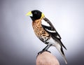 Bobolink Bird Portrait in Dark Studio, Professional Wildlife Photography