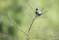 A Bobolink Bird sits on a branch singing. Royalty Free Stock Photo