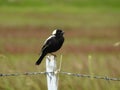 Bobolink, Dolichonyx oryzivorus Royalty Free Stock Photo