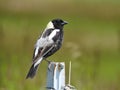 Bobolink, Dolichonyx oryzivorus Royalty Free Stock Photo