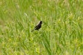 Bobolink Dolichonyx oryzivorus. Royalty Free Stock Photo