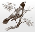 Bobolink, dolichonyx oryzivorus in side view sitting on a branch with leaves and singing Royalty Free Stock Photo