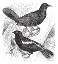 Bobolink or Dolichonyx oryzivorus, two, birds, vintage engraving Royalty Free Stock Photo