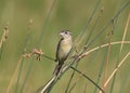 Bobolink female dolichonyx oryzivorus Royalty Free Stock Photo